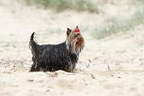 YORKSHIRE TERRIER 062
